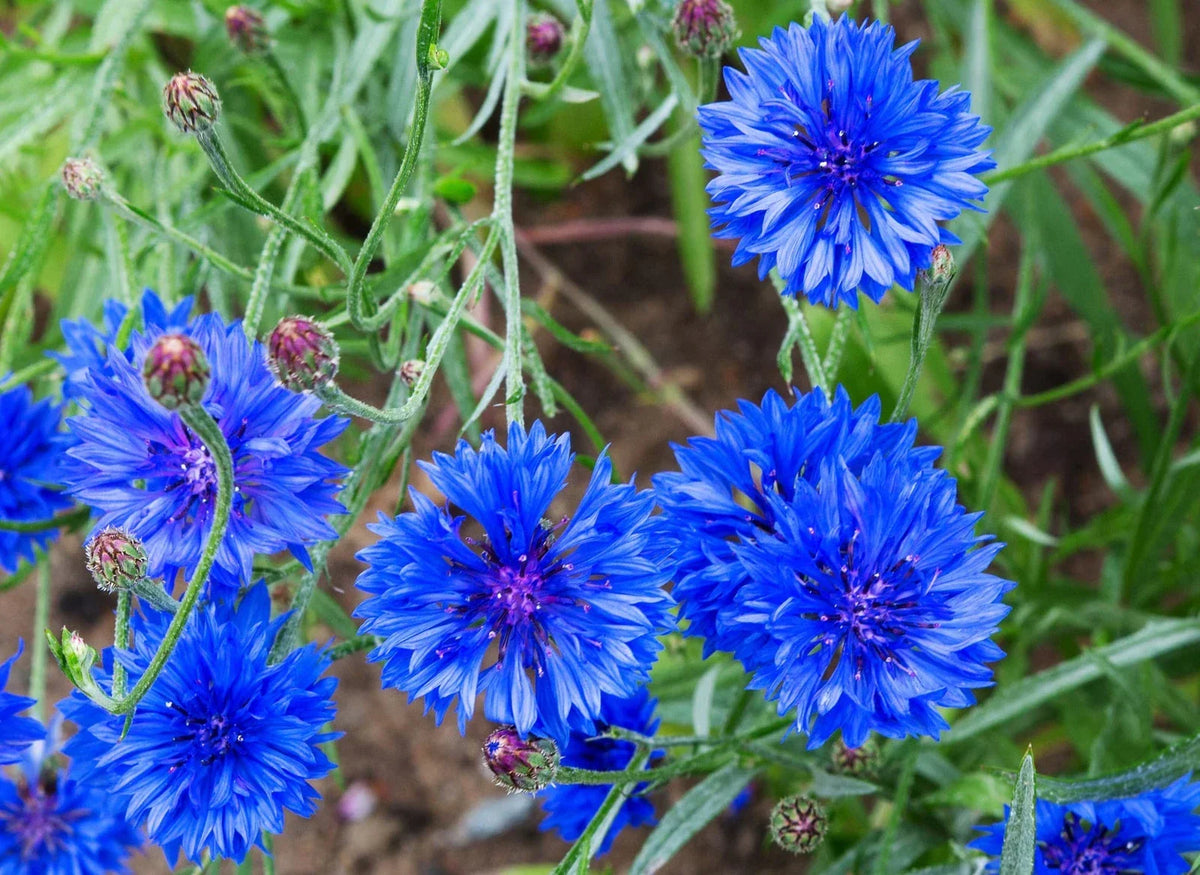 Dwarf Bachelor Button Seeds - 200 Non-GMO Heirloom Centaurea cyanus for Pollinator Gardens