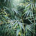 Bamboo Seeds 50 Pack - Chinese Walking Phyllostachys edulis Clumping Privacy Screen for Garden