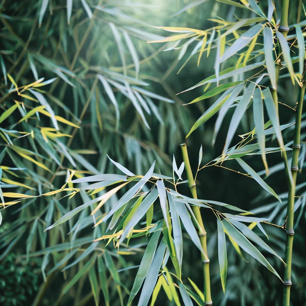 Bamboo Seeds 50 Pack - Chinese Walking Phyllostachys edulis Clumping Privacy Screen for Garden