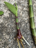 Yellow Spiral Ginger Rooted Cutting - Dimerocostus strobilaceous Tropical Plant for Gardens & Landscaping