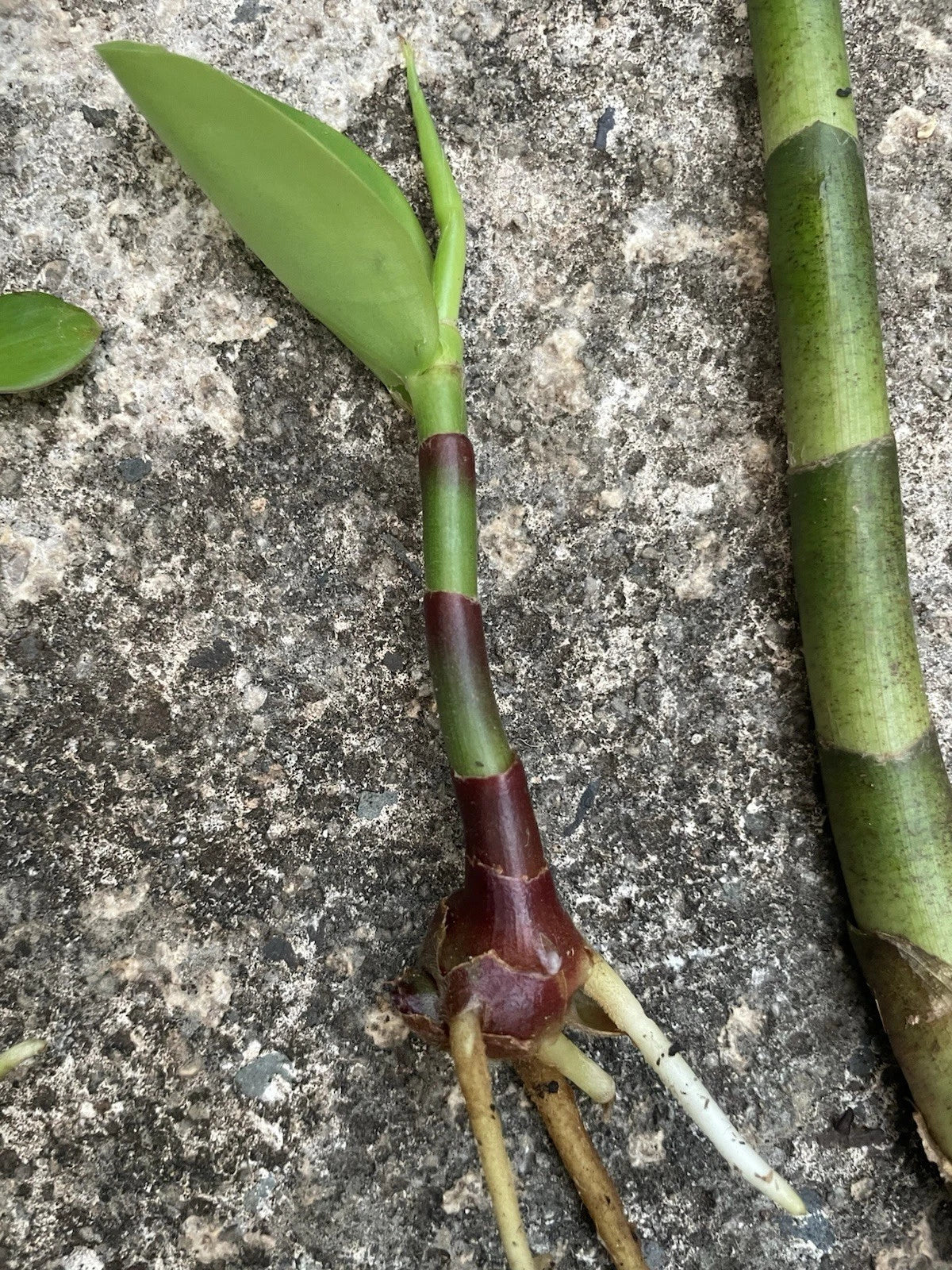 Yellow Spiral Ginger Rooted Cutting - Dimerocostus strobilaceous Tropical Plant for Gardens & Landscaping