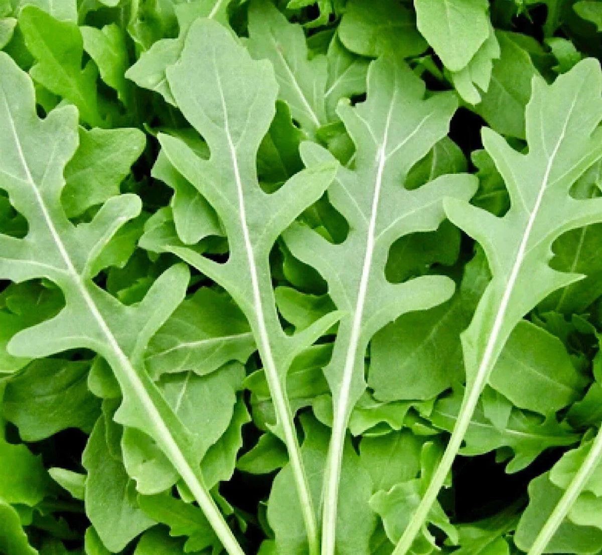 Rocket Arugula Seeds 1000+ Non-GMO Heirloom Eruca sativa for Home Garden & Gourmet Cooking