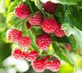 Latham Raspberry Plants - 2-Year-Old Rubus idaeus - Easy to Grow, High Yielding, Cold Hardy, Self-Pollinating