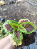 Coleus Talavera Sienna Live Plant Plugs – Colorful Foliage for Garden & Indoor Decor – Solenostemon scutellarioides