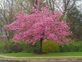 Stella Cherry Tree Seeds - Pink Flowering Ornamental Prunus serrulata - 5 Pack for Garden, Landscape & Patio