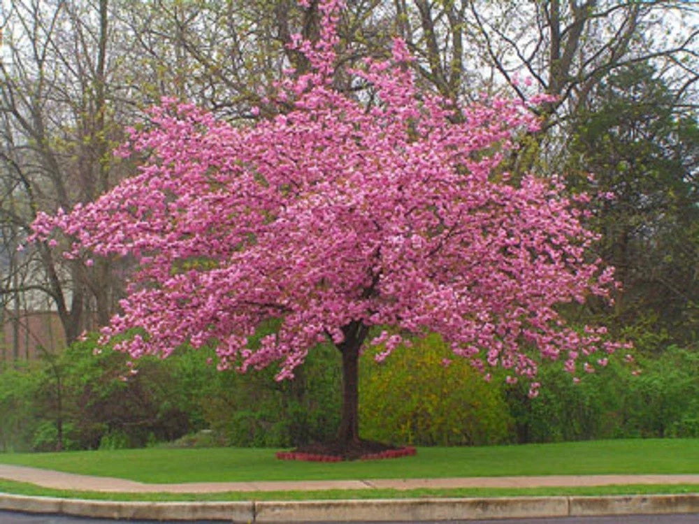 Stella Cherry Tree Seeds - Pink Flowering Ornamental Prunus serrulata - 5 Pack for Garden, Landscape & Patio