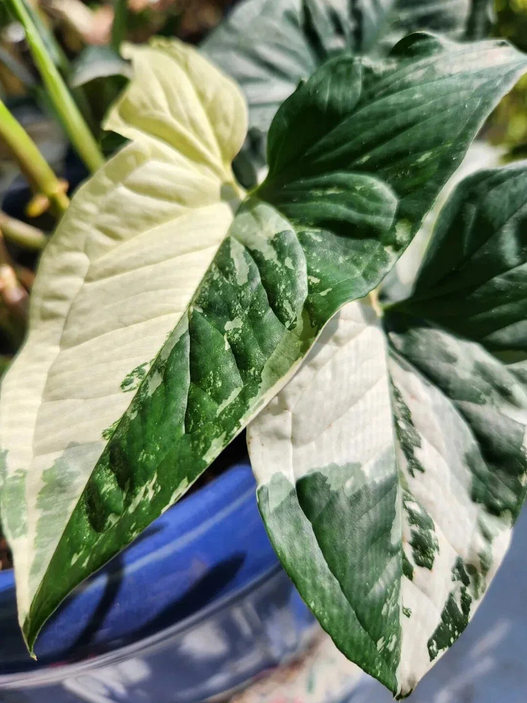 Syngonium Podophyllum Albo-Variegatum 'White Knight' Marble Variegated Indoor Houseplant, Low Maintenance