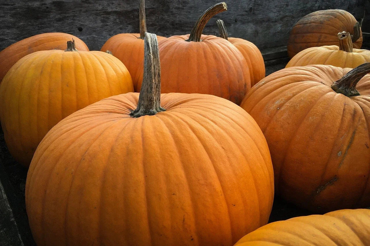Big Max Pumpkin Seeds - Non-GMO, Enormous Cucurbita maxima for Pumpkin Pie, Giant Garden Pumpkins, Full Sun, Free Shipping