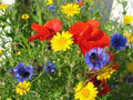 Wildflower Seed Mix 6 oz - Colorful Native Wildflowers for Borders and Gardens - Pollinator-Friendly, Non-GMO, Full Sun to Partial Shade