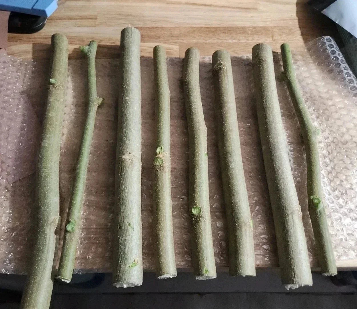 Moringa Oleifera Cuttings 8 Thick Non-GMO + 10 Seeds Horseradish Drumstick Tree, Fast-Growing, Nutrient-Rich, Gardening Supplies