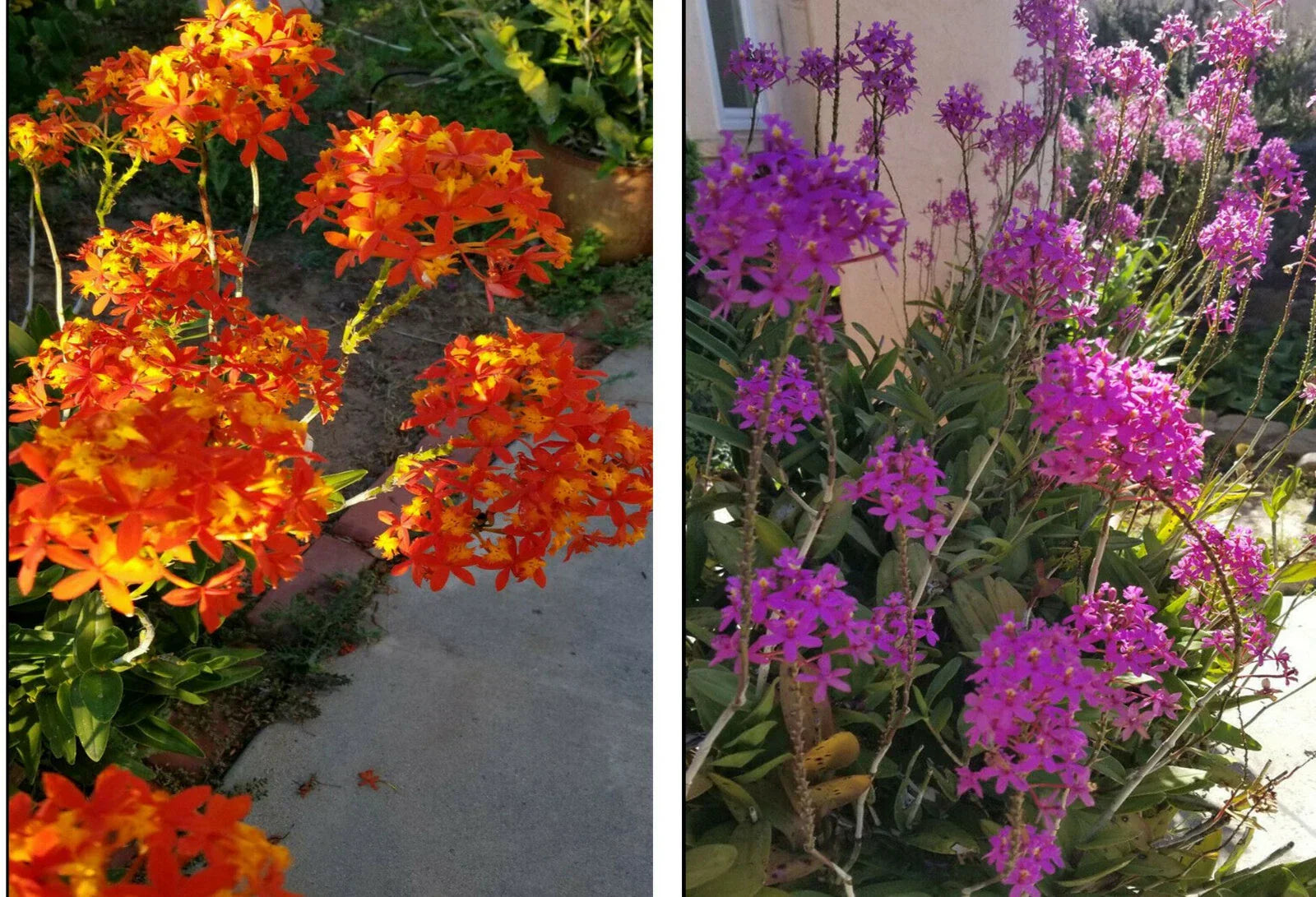 Epidendrum Orchid 5pcs Rooted Plants - Orange, Yellow, Purple Cluster Flowers - Tropical Houseplant