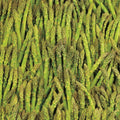 Asparagus Seeds 100+ Mary Washington Non-GMO Vegetable Garden Seeds - Asparagus officinalis, Heirloom, Full Sun