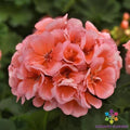 Presto Light Salmon Geranium Seeds - Pelargonium x hortorum, 25+ Seeds for Garden, Container, Hanging Basket, Drought-Tolerant, Pollinator-Friendly