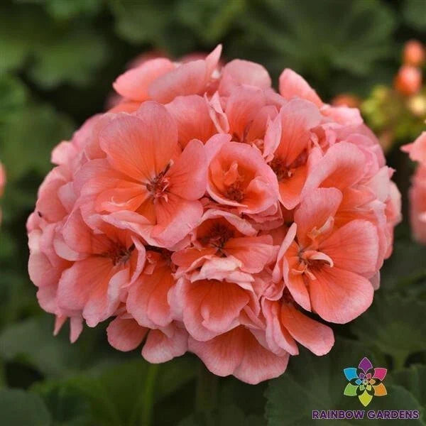 Presto Light Salmon Geranium Seeds - Pelargonium x hortorum, 25+ Seeds for Garden, Container, Hanging Basket, Drought-Tolerant, Pollinator-Friendly