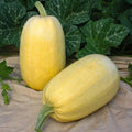 Organic Spaghetti Winter Squash Seeds - Cucurbita pepo, Heirloom, Non-GMO, Pack of 10, USA Grown, Full Sun, Vining, Edible Squash Seeds