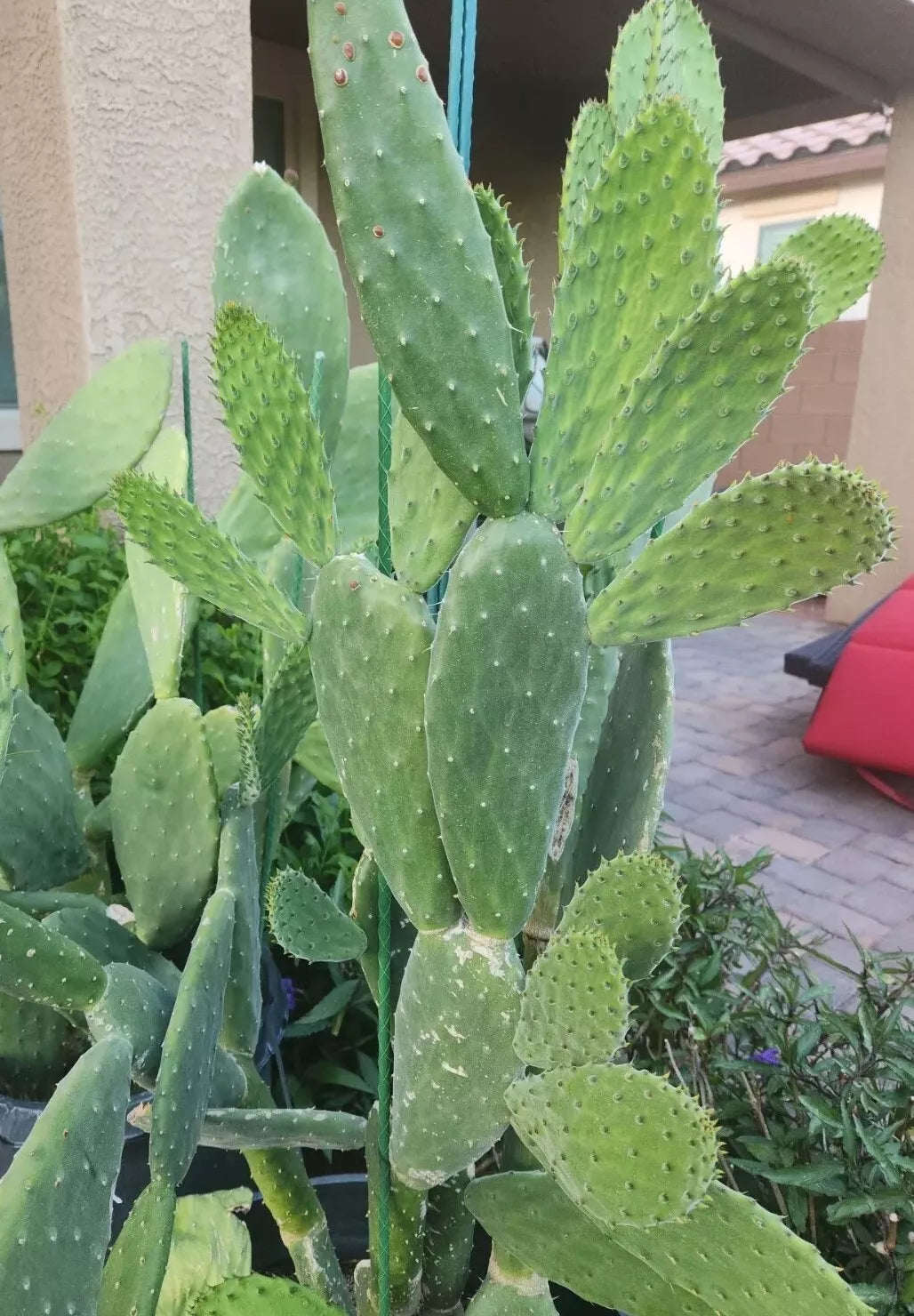 Giant Red Flower Opuntia ficus-indica Cactus Pads - Edible Spineless Prickly Pear Nopal Plant