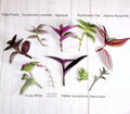 Wandering Jew Cutting - Propagation Leaf Cuttings - Tradescantia/Callisia Indoor Houseplant