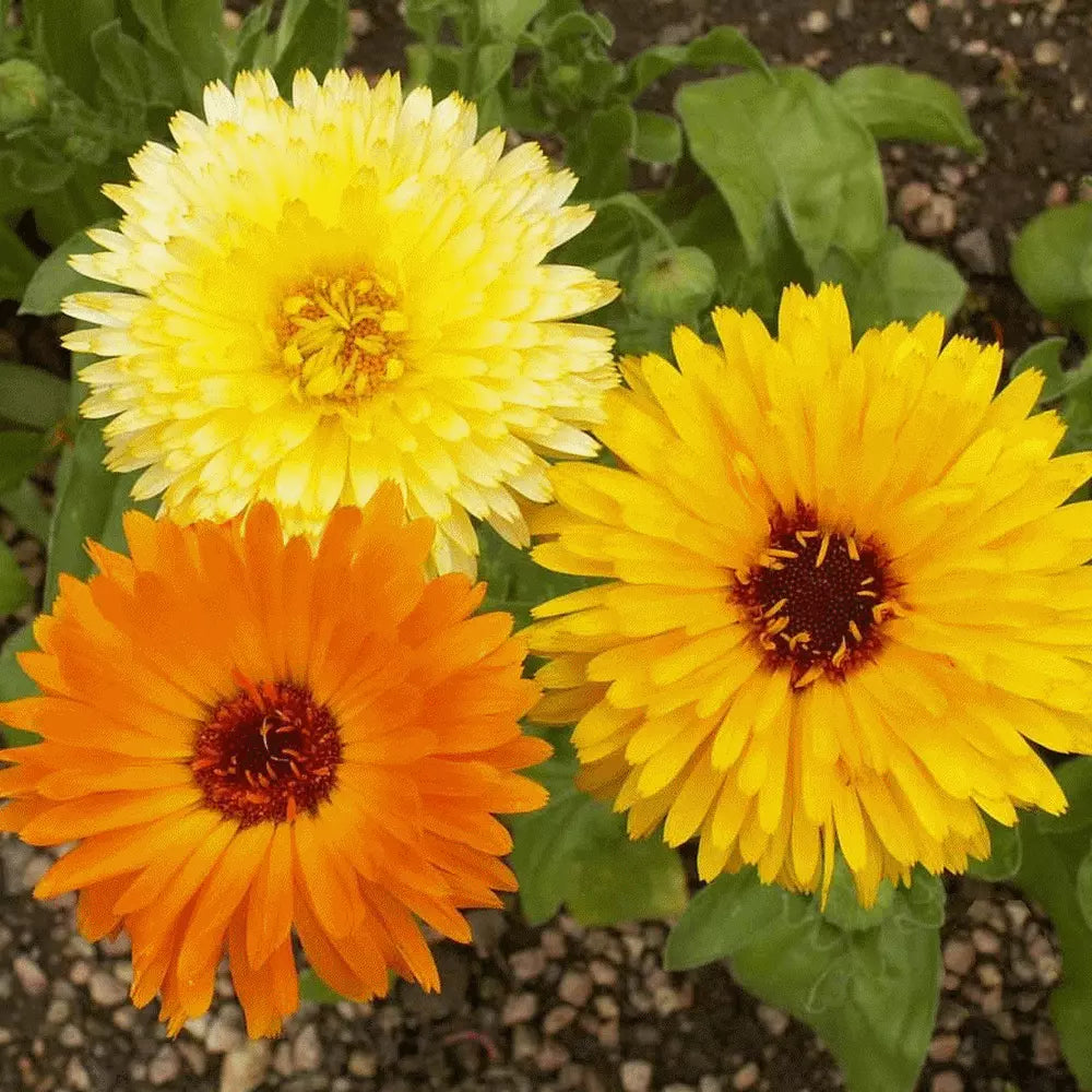 Calendula Seeds - Organic Pacific Beauty Variety - Calendula officinalis - Bright Orange & Yellow Flowers