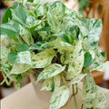 Pothos Ivy Cuttings Combo 6 Pack - Marble Queen, Brazil, N'Joy Indoor Plants