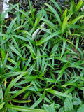 Live Pandan Leaf Plant - 4 Inch Pot - Pandanus amaryllifolius - Culinary Herb