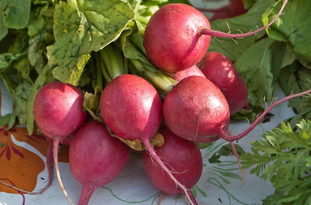 Radish Seeds - Comet Red Raphanus sativus - 360 Pack for Vegetable Garden, Salad, Container Growing