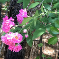 Heirloom Pink Seven Sisters Rose Cuttings - Climbing Bushes, 8 Pack, No Roots, 6 Inch, Rosa 'Seven Sisters'