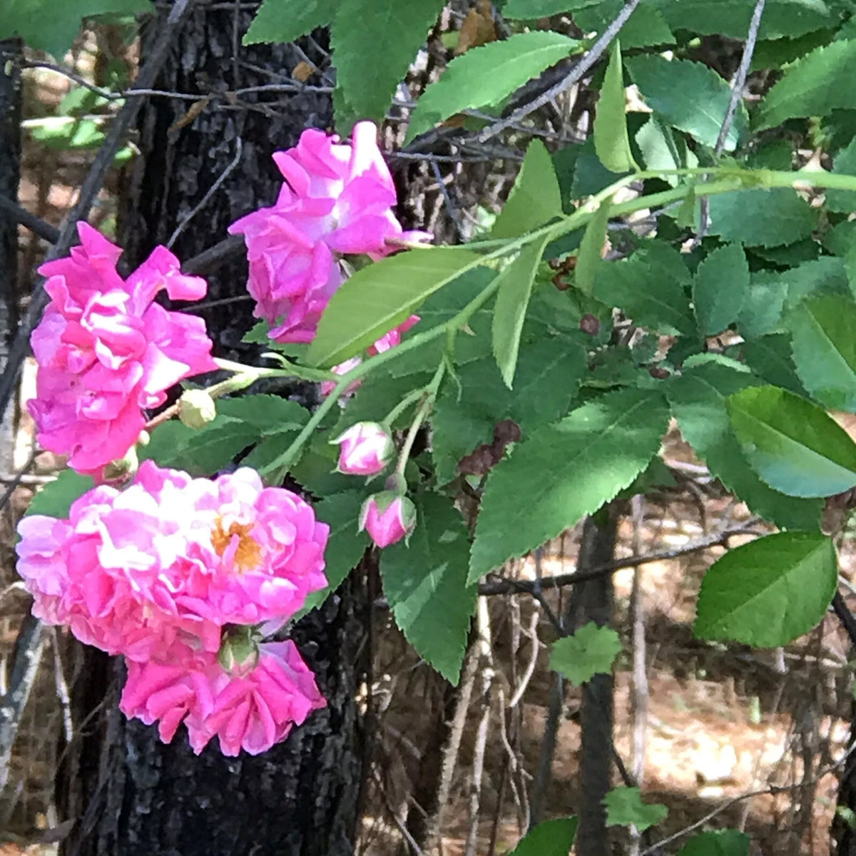 Heirloom Pink Seven Sisters Rose Cuttings - Climbing Bushes, 8 Pack, No Roots, 6 Inch, Rosa 'Seven Sisters'