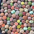 Mixed Succulent Plant Seeds - 100pcs Lithops Seeds, Drought-Tolerant Living Stones for Gardens & Containers