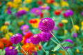 Zinnia Seeds for Planting - 250+ Cut and Come Back Vibrant Colors - Zinnia elegans