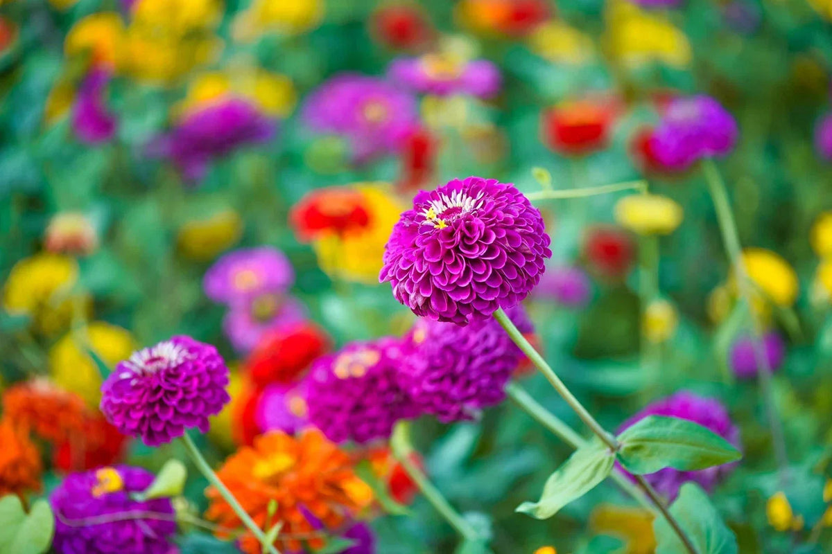 Zinnia Seeds for Planting - 250+ Cut and Come Back Vibrant Colors - Zinnia elegans