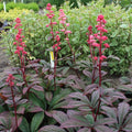 Rodgersia aesculifolia Live Starter Plant – Perennial Shade Plant with Bronze Foliage and White-Pink Flowers