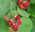 Wild Japanese Wineberry Bush Live Plant – 2 Years Old, Fruiting Rubus phoenicolasius, Berry Producing, Hardy Perennial Shrub