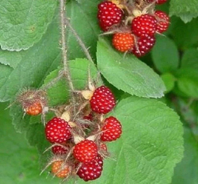 Wild Japanese Wineberry Bush Live Plant – 2 Years Old, Fruiting Rubus phoenicolasius, Berry Producing, Hardy Perennial Shrub