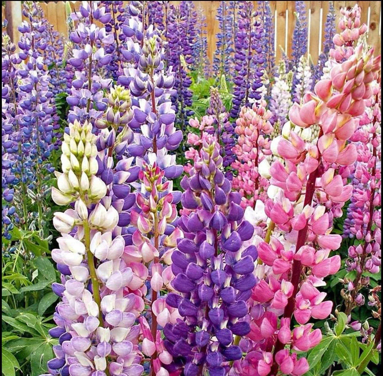 50+ Lupine Seeds - Russell Strain Mixture Non-GMO, Lupinus polyphyllus, Perennial Flower Seeds for Garden, Pollinator Attracting
