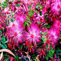 Pink Fairy Duster Tree Seeds - Mesquitella eriophylla - Flowering Drought-Tolerant Mimosa Plant for Xeriscaping