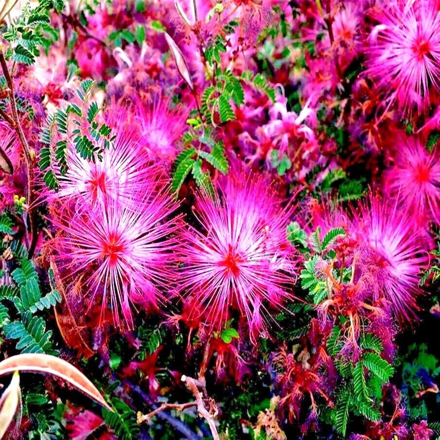 Pink Fairy Duster Tree Seeds - Mesquitella eriophylla - Flowering Drought-Tolerant Mimosa Plant for Xeriscaping