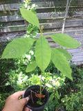 Live Avocado Tree 5-8 Inches, Persea americana Fruit Plant, Indoor/Outdoor, Compact, Garden, Patio, Beginner-Friendly