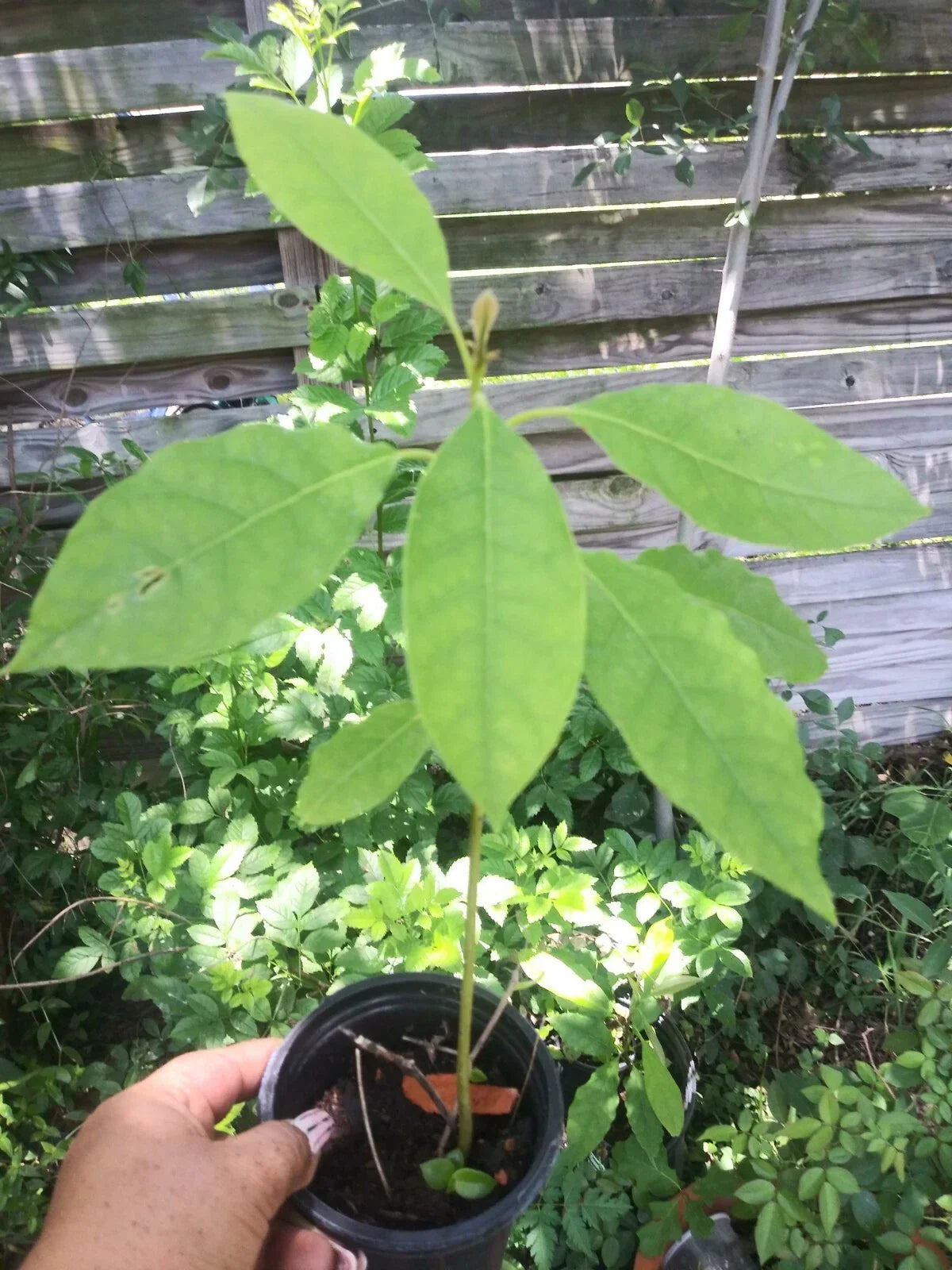 Live Avocado Tree 5-8 Inches, Persea americana Fruit Plant, Indoor/Outdoor, Compact, Garden, Patio, Beginner-Friendly