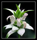 Beebalm Seeds - 320 Packets - Spotted White Flowers - Monarda punctata - Rare Perennial for Gardens and Pollinator Attracting