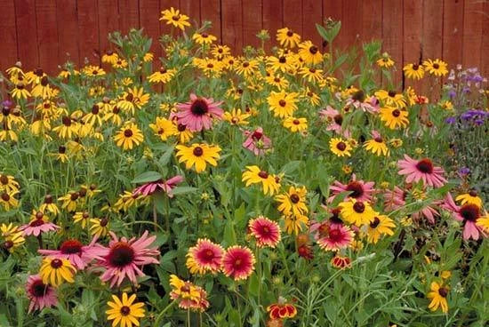 Wildflower Mix Seeds for Partial Shade, Native Pollinator-Friendly Bloom Blend, Eco-Friendly Garden Seed Packet