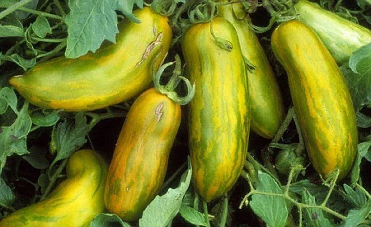 Green Sausage Tomato Seeds - Heirloom, Non-GMO, Elongated Green Fruit for Pasts & Sauces, Solanum lycopersicum