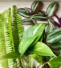 Rooted House Plant Cuttings - 15 Varieties for Propagation, Indoor Gardening, Easy Care, Pothos & Spider Plant