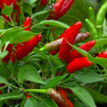 Bird's Eye Chili Pepper Seeds - Heirloom NON-GMO Capsicum annuum Hot Peppers for Garden or Container Cultivation