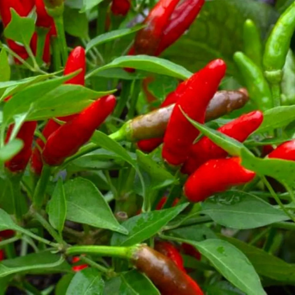 Bird's Eye Chili Pepper Seeds - Heirloom NON-GMO Capsicum annuum Hot Peppers for Garden or Container Cultivation