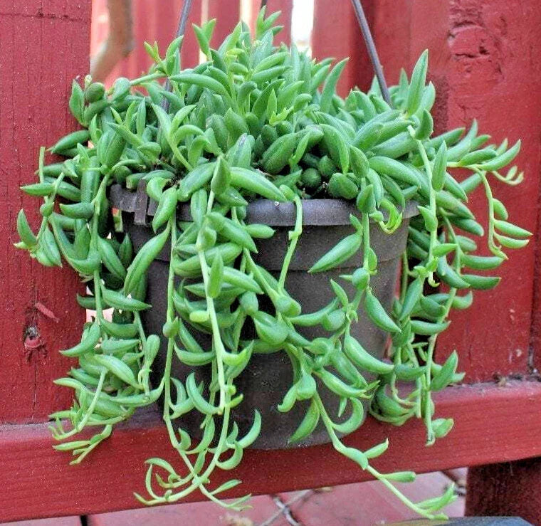 String of Bananas Cuttings 5 Pack - Unrooted Senecio Radicans Trailing Houseplant