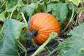 Jack O'Lantern Pumpkin Seeds - Halloween Variety for Carving & Pie, Cucurbita pepo, Bulk Pack