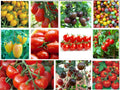 Cherry Tomato Seeds - Small Rare Varieties in Multiple Colors - Solanum lycopersicum