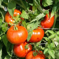 Rutgers Tomato Seeds 50 Pack - Heirloom Non-GMO Vegetable - Determinate Solanum lycopersicum Seeds