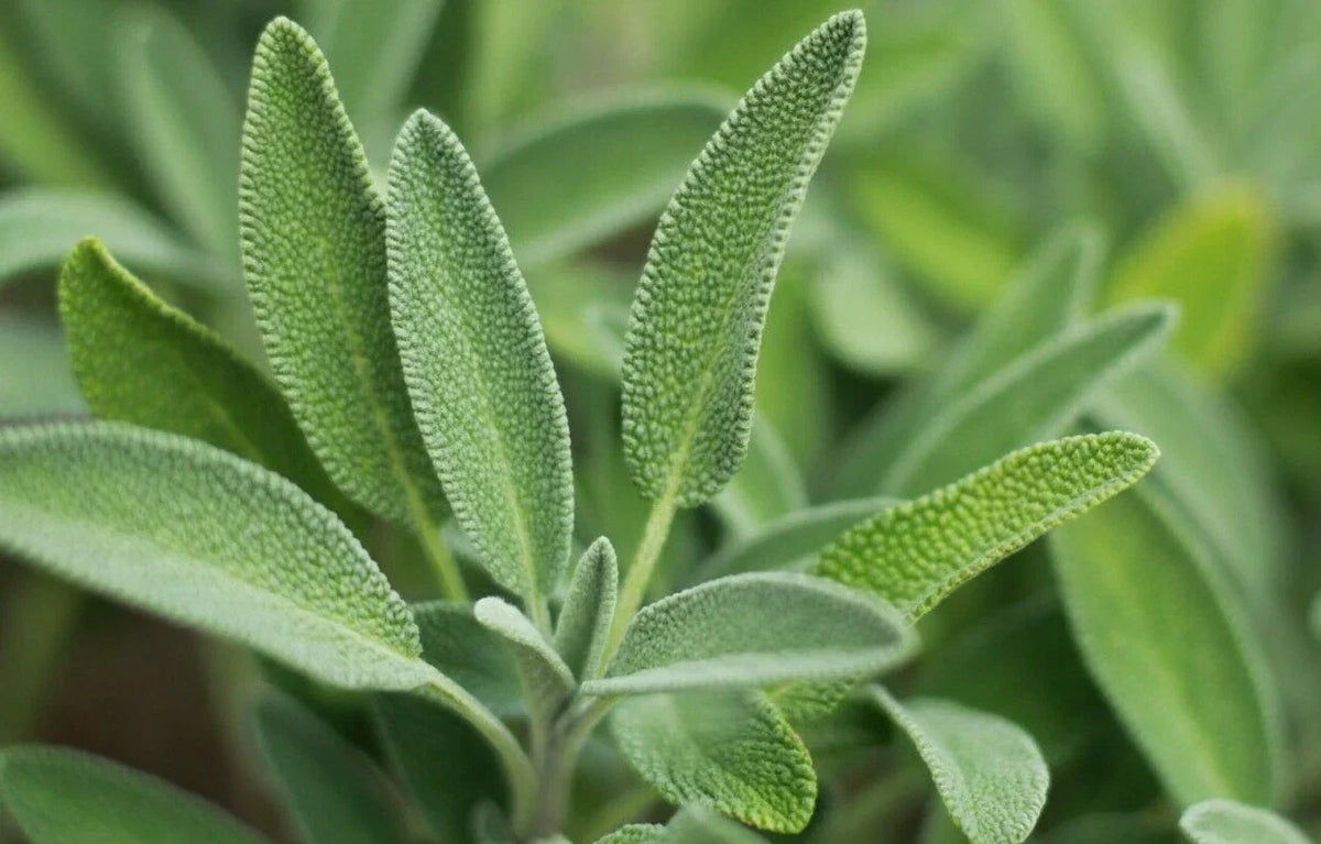 Sage Herb Seeds, Broadleaf Salvia officinalis, Culinary Aromatic Plant, 100+ Seeds for Garden & Cooking