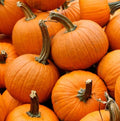 Small Sugar Pumpkin Seeds - Heirloom, Stringless, Non-GMO for Canning & Pies - Cucurbita pepo, Compact Vine, 20 Seeds